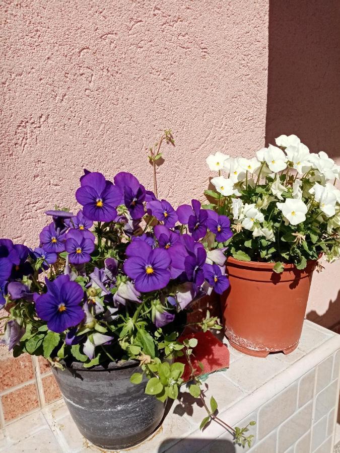Milica Apartmani Vrdnik Eksteriør bilde
